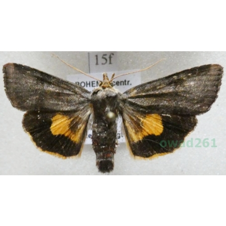 Noctua janthina Denis & Schiffermüller, 1775 Rolnica przepaska Czech15f